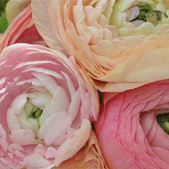 曲のランキング情報に注目